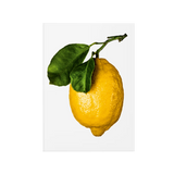 TASCHEN The Gourmand's Lemon. A Collection of Stories and Recipes